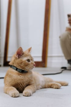 This is a photo of a ginger cat wearing a flea and tick collar. The cat is lying on the floor looking away from the camera with a blurred background. The cat is in focus and well-lit.