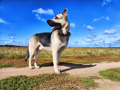 Big dog German Shepherd in a field with green and yellow grass in summer or autumn season. Russian eastern European dog veo walk on nature