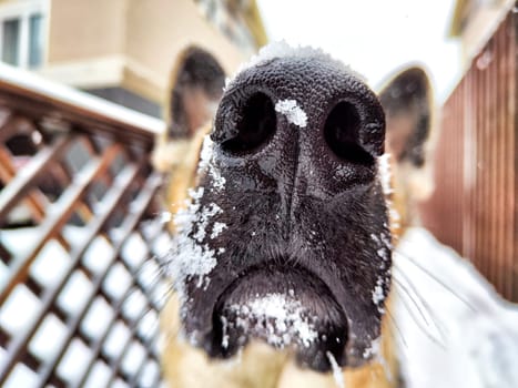 Dog German Shepherd in winter day and white snow arround. Waiting eastern European dog veo and white snow