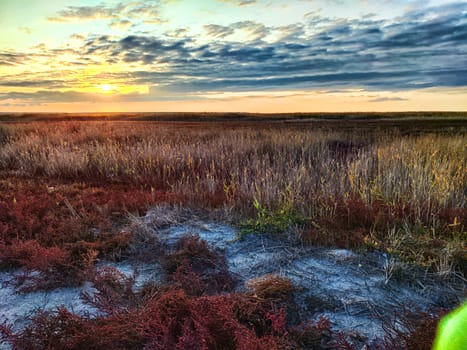 Bright red small flowers or flowering bushes in the steppe with salt protrusions and a sunset with dramatic cloud on the background. Beautiful natural landscape on the salt lake