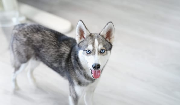 Portrait of purebred mini husky dog with open mouth. Pet care concept