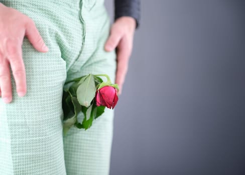 Withered rose flower sandwiched between man legs closeup. Male delicate problems impotence concept
