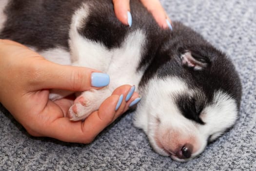 An adorable husky puppy enjoys a peaceful sleep while being gently cradled in someone's hand on a fluffy gray blanket.