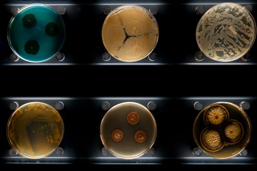 Different types of bacteria, molds and fungi in petri dishes