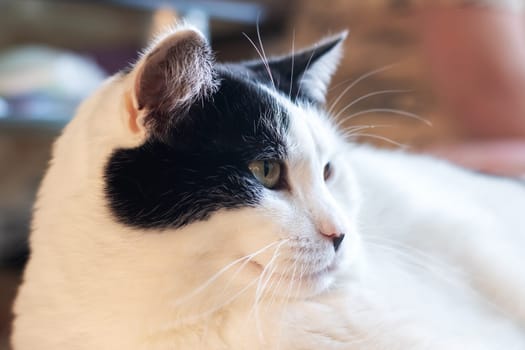 Black and white cat at home close up portrait