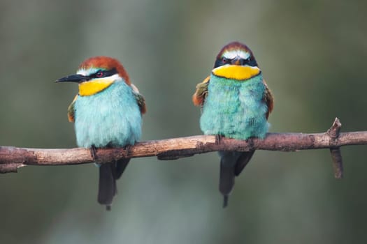 angry birds sit on a branch and look at the camera , spring, wildlife