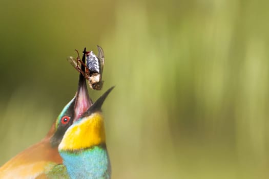 beautiful bird threw a beetle before eating it, spring, wildlife
