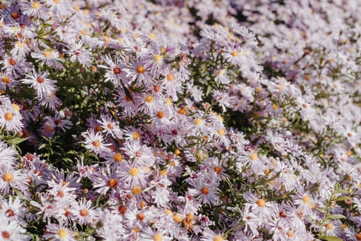 Lilac flowers close up. Bouquet of purple flowers. City flower beds, a beautiful and well-groomed garden with flowering bushes.