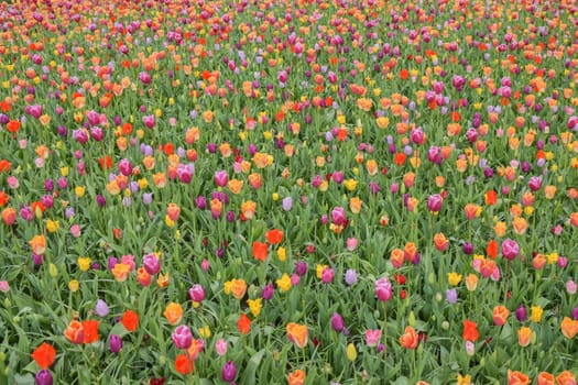 Multicolored tulip background in a park of Holland