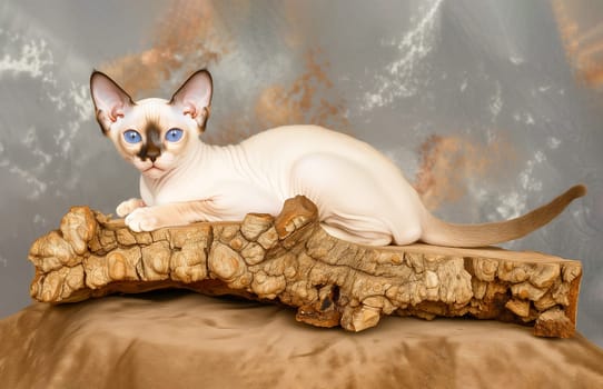 Hypoallergenic Sphynx Shorthair Cat Sitting On Wood, Gray Background. Portrait Lovely Pet, White Beige Fur Free Kitty. Horizontal Plane. AI Generated. Studio Shot. High quality photo