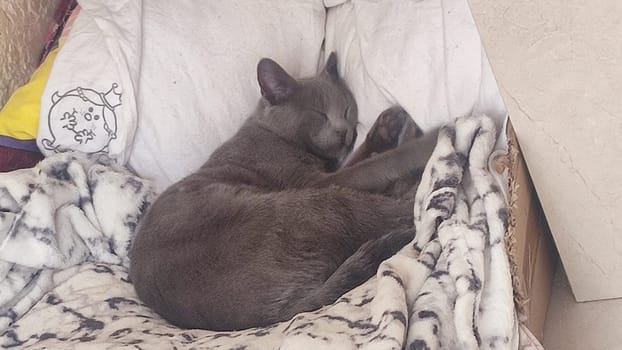 gray cat sleeps on a blanket, pets, animal. High quality photo
