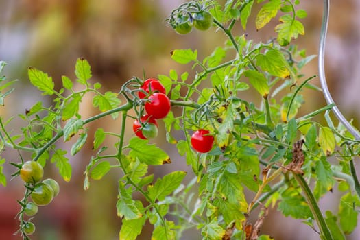 Several red and green small tomatoes on a bush isolated in summer