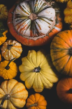 Many various colorful pumpkins background, Halloween or Thanksgiving day concept