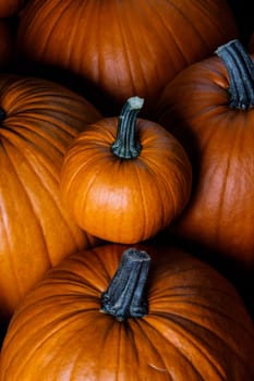 Whole orange pumpkins dark background thanksgiving or halloween stylish card