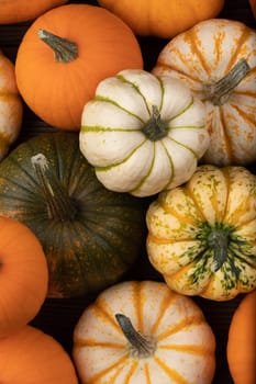 Many various colorful pumpkins background, Halloween or Thanksgiving day concept