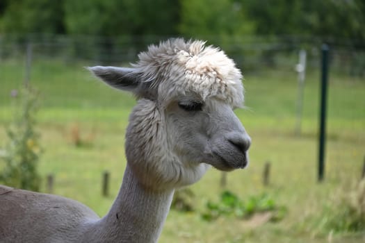 A white alpaca with a thick, fluffy coat and a pronounced hairstyle stands in a green field