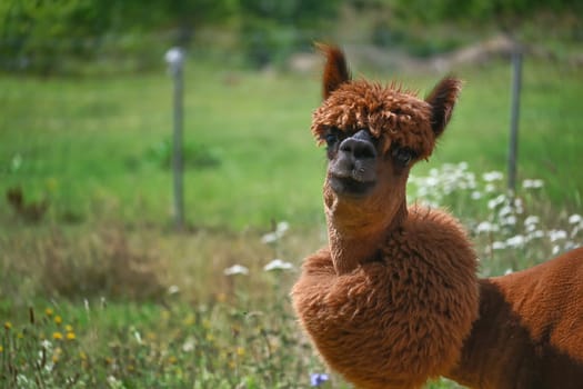 Alpaca directly facing the camera with a curious expression on its face, giving the scene a playful touch