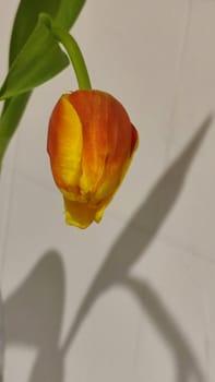 beautiful tulip flower, orange yellow color, green leaves, nature. High quality photo