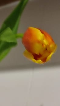 beautiful tulip flower, orange yellow color, green leaves, nature. High quality photo