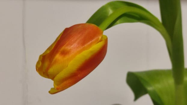 beautiful tulip flower, orange yellow color, green leaves, nature. High quality photo