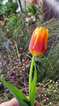 beautiful tulip flower, orange yellow color, green leaves, nature. High quality photo