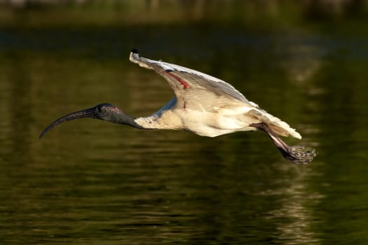 Photo of a large, black and white bird, the Australian sacred ibis, flying over a lake at sunset at Centennial Park, Sydney, New South Wales, Australia.