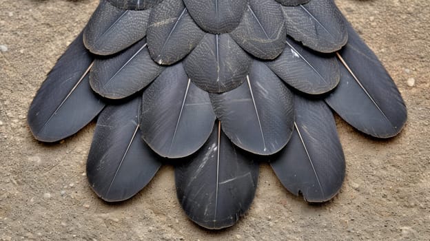 A close up of a bird feather laying on the ground