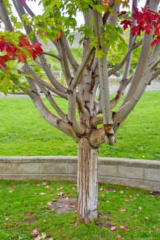 Branches and trunk of maple tree on green lawn background.