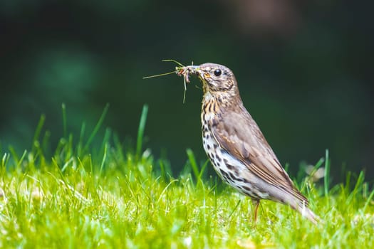 bird stands among the grass with worms in its beak for the chicks,care