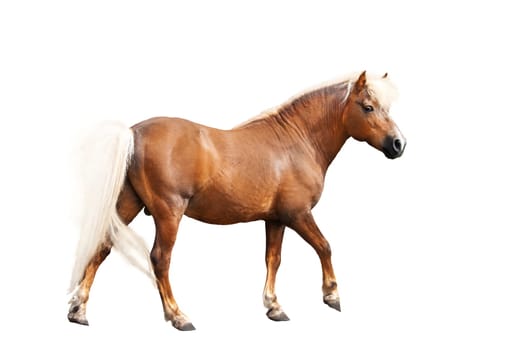 horse with white mane isolated on white, graceful