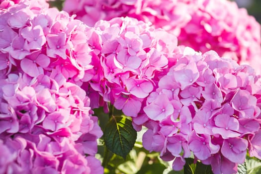 hydrangeas in beautiful sunny spring light , blooming gardens