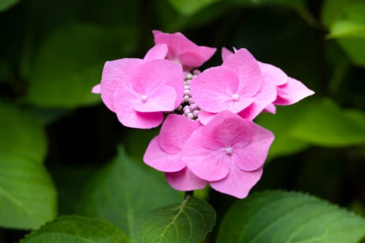 pink hydrangea flowers close-up , blooming gardens