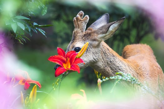 roe deer among beautiful spring flowers , amazing wildlife