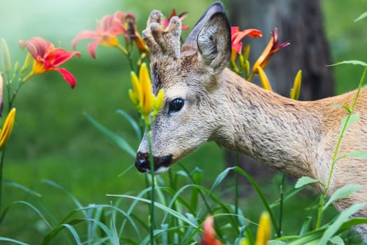 roe deer among beautiful spring lilies, amazing wildlife