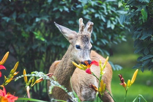 roe deer eats beautiful spring flowers, amazing wildlife