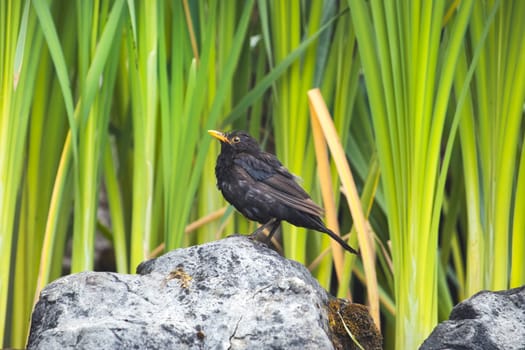 blackbird among the greenery stands on a stone, virgin nature