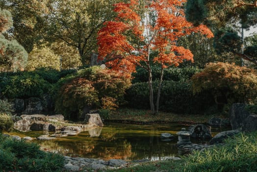 Beautiful calm scene in spring Japanese garden. Japan autumn image. Beautiful Japanese garden with a pond and red leaves. Pond in a Japanese garden.