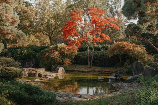 Beautiful Japanese Garden and red trees at autumn seson. A burst of fall color with pond reflections.