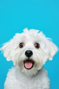 Cute, surprised dog with large, captivating eyes on blue background. Ideal for promotions, great deals or offers. Good price, Black Friday, discount. Copy space for text. Amazed pet. Generative AI