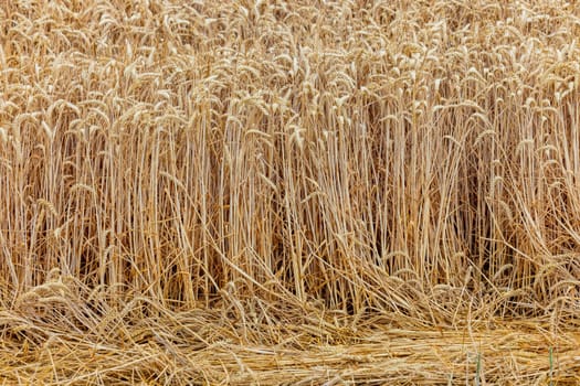 Wheat ripe for harvest to the horizon in an agricultural field, Germany