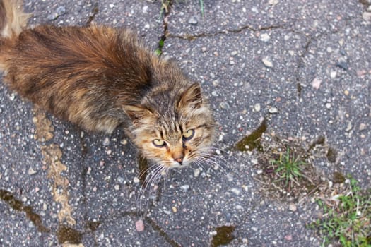 Gray stray cat on asphalt looking up close up