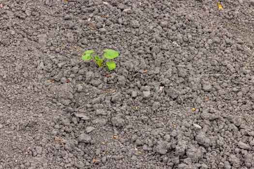 A single small pumpkin plant in dry soil in drought and heat, Germany in climate crisis