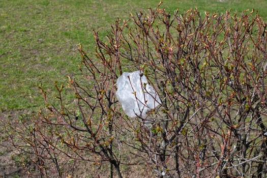 A cellophane bag hangs on the bare branches of a bush