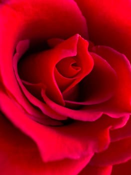 Close up of a deep red rose bloom, macro photography for romantic concepts and spring designs with a focus on petal texture. High quality photo