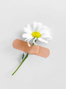 One daisy flower with stem fixed by adhesive bandage on a white textured wall, minimalistic and creative healing concept. High quality photo