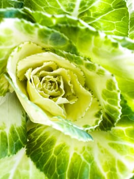 Macro shot of variegated green and yellow ornamental cabbage leaf pattern. Botanical texture background with copy space for design, wallpaper, and nature themes. High quality photo