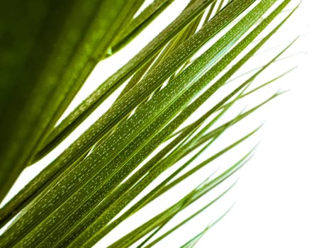 Close up of green palm leaf with natural patterns, translucent with sunlight on white background. Macro photography for botanical design and nature concepts. High quality photo