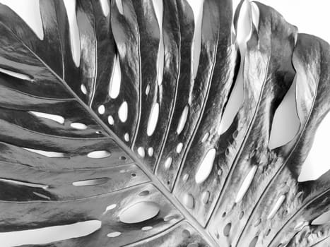 Black and white photograph of monstera leaf with natural holes, dramatic lighting for artistic and botanical themes. High quality photo