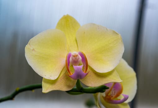 Blooming Phalaenopsis orchid in the collection, Odessa