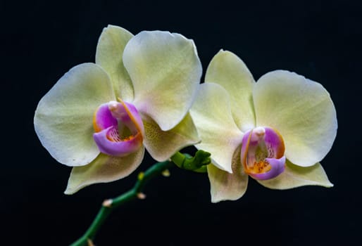Blooming Phalaenopsis orchid in the collection, Odessa